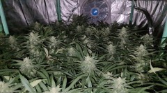 Exodus Cheese Week 4