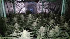 Exodus Cheese Week 4