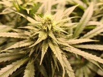 Exodus Cheese Week 4