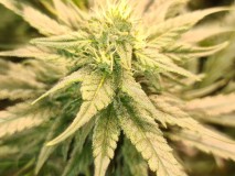 Exodus Cheese Week 4