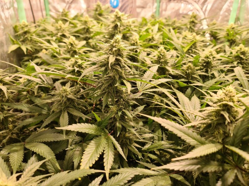 Exodus Cheese Week 4
