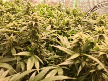 Exodus Cheese Week 4