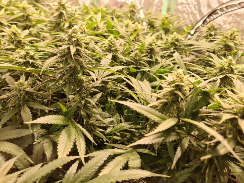 Exodus Cheese Week 4