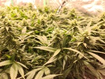 Exodus Cheese Week 4