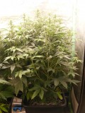 2020_0605special-soil0002