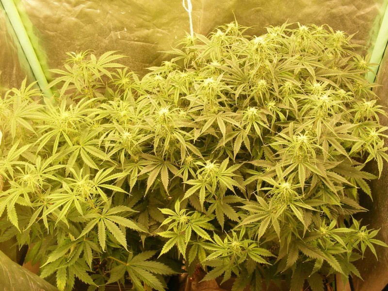 2020_0605special-soil0005