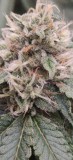 AnimalCookies