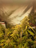 Apollo week 8B