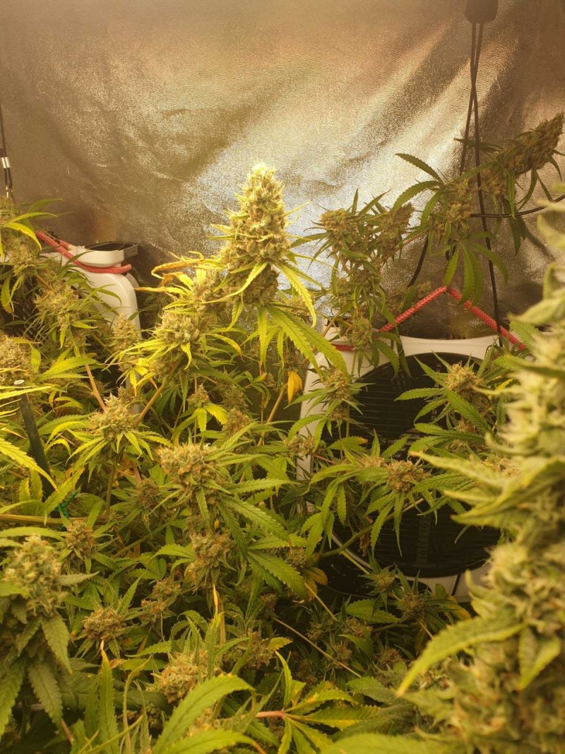 Apollo week 8c