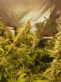 Apollo week 8c