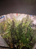 beginning week 9