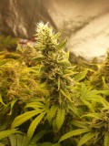 hollyweed week 7