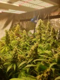 Hollyweed Week 7C