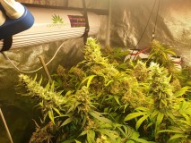 Week 9 Cindy