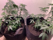 gbkveg