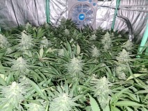 Exodus Cheese  week 5 day 3