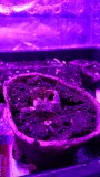 obscura1612705752468