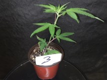 sc3tester