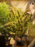 Hollyweed week 8