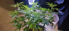 IMG_20201226_205556