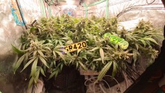 Grow of the month
