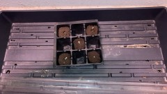 tkseeds
