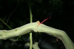 IMG_0852