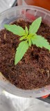 Rainbow Candy Auto week 2