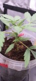 Week 3 Rainbow Candy Auto