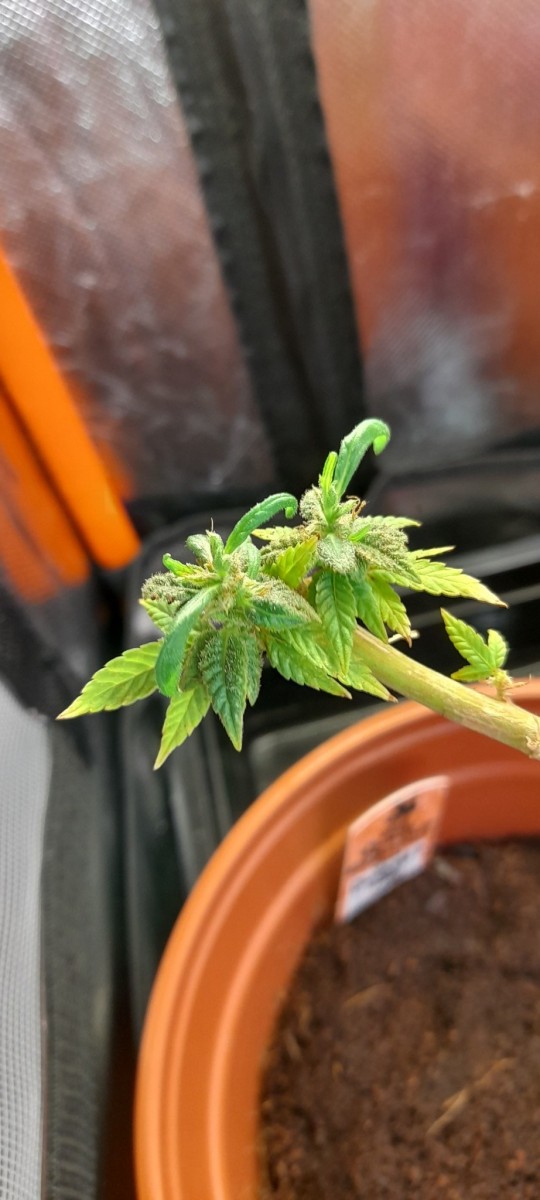 Dinamed CBD  Reveg