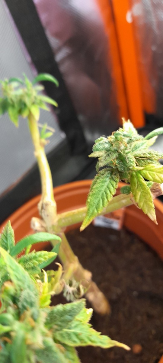 Dinamed CBD  Reveg