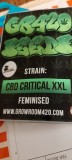 CBD seeds