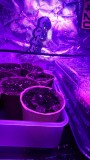 obscura1615916846182