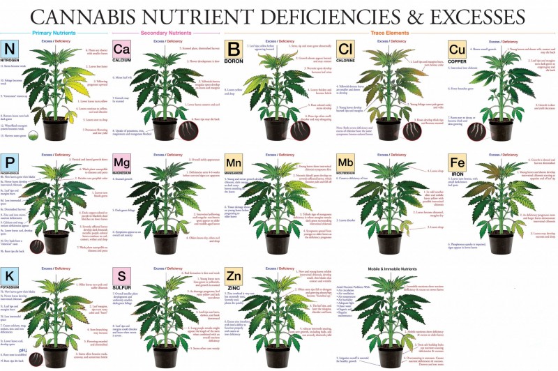 mn marijuana-deficiency chart