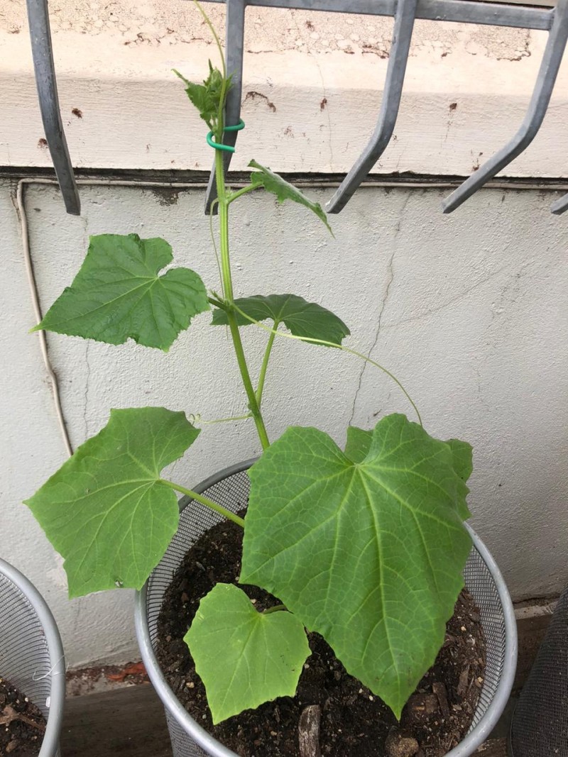 cucumber update