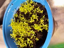 Chamomile - Paleocannabica's herbs