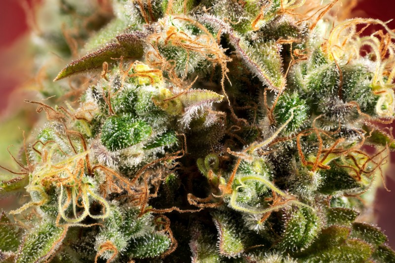 Dinafem - Ocean Grown Cookies - Colours And Trichomes