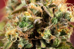Dinafem - Ocean Grown Cookies - Colours And Trichomes