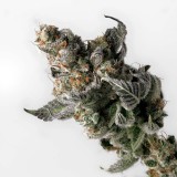 Dinafem - Ocean Grown Cookies - Pop Corn Bud Solid As A Rock