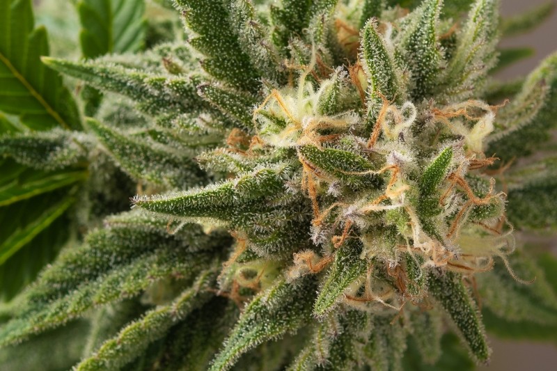HSO - Sherbinski - Sunrise Sherbert - Mid Flower