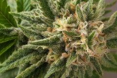 HSO - Sherbinski - Sunrise Sherbert - Mid Flower