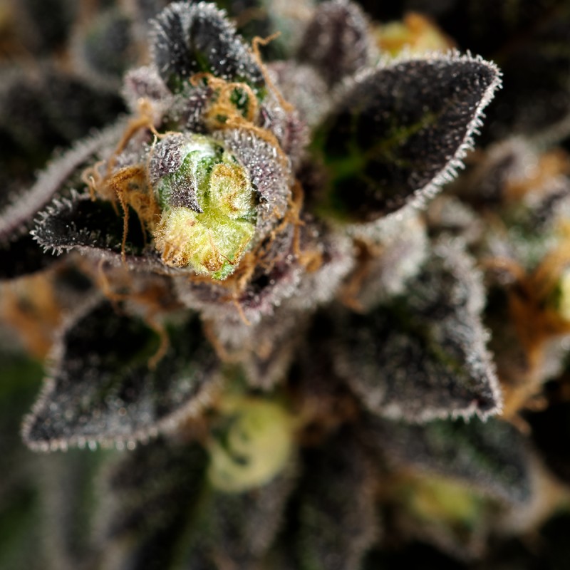 BlueberryCookies LowerBud Last Two Weeks Of Flowering