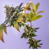 Dinafem BlueBerry Cookies