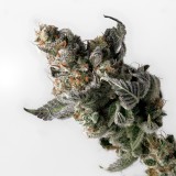 Dinafem Ocean Grown Cookies - Pop Corn Bud Solid As A Rock