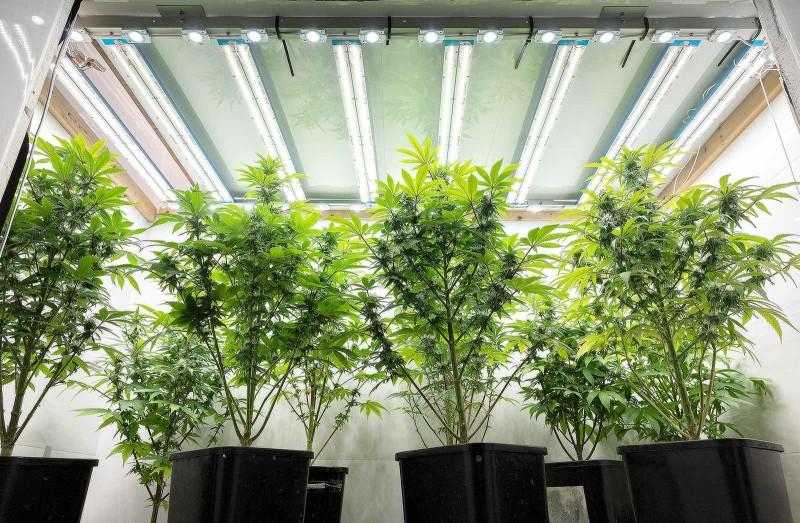 Bottom Level Of Flower Cabinet