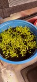 Chamomile - Paleocannabica's herbs