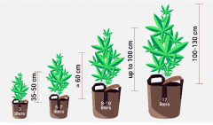 Best Pot Size for Cannabis Grow