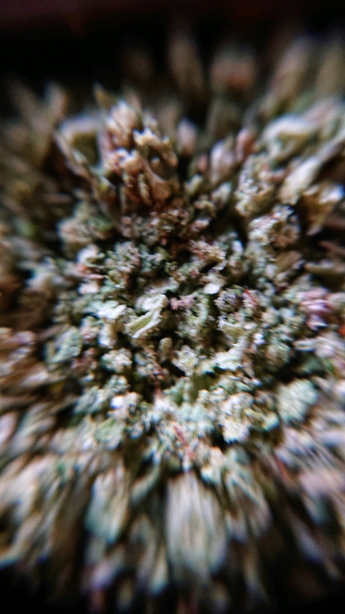 obscura1617378088503