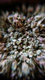 obscura1617378088503