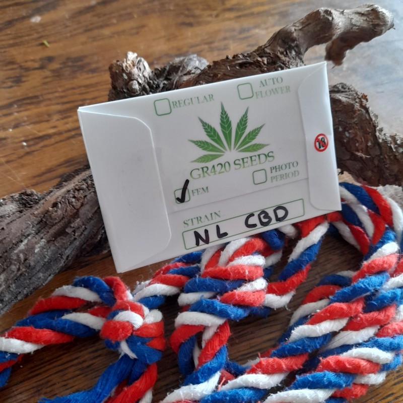 NL CBD seeds arrival